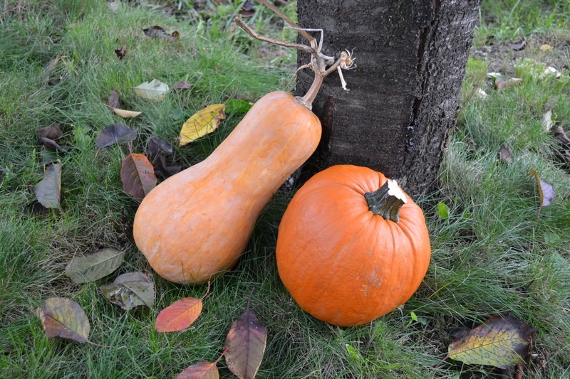 Ako vyrobiť tekvicu z látky – dekoráciu na Halloween, tekvice v prírode, opreté o strom